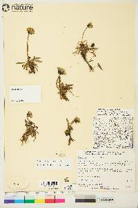 Taraxacum phymatocarpum image