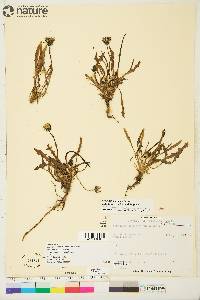 Taraxacum phymatocarpum image