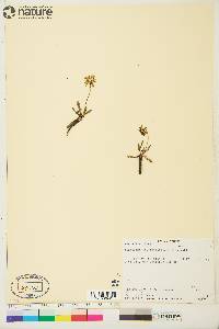 Taraxacum phymatocarpum image