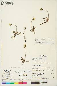 Taraxacum phymatocarpum image