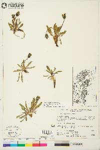 Taraxacum phymatocarpum image