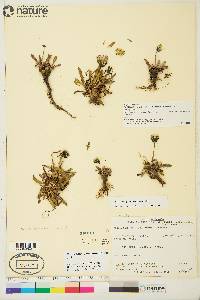 Taraxacum phymatocarpum image