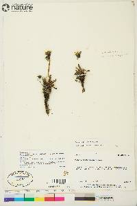 Taraxacum phymatocarpum image