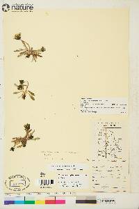 Taraxacum phymatocarpum image