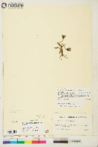 Taraxacum phymatocarpum image