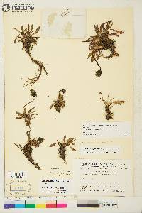 Taraxacum phymatocarpum image