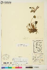 Taraxacum phymatocarpum image