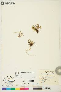 Taraxacum phymatocarpum image