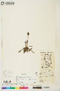 Taraxacum phymatocarpum image