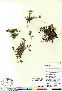 Packera hyperborealis image