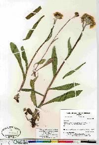 Senecio lugens image