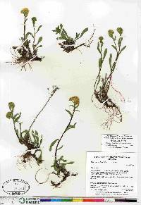 Solidago multiradiata image