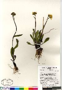 Senecio lugens image