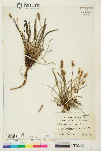 Plantago septata image