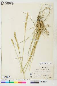 Elymus x yukonensis image