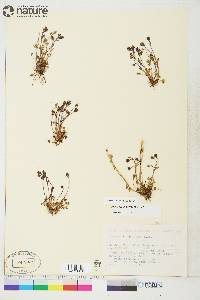 Saxifraga hyperborea image