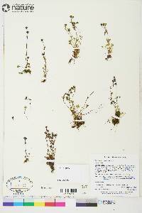 Saxifraga hyperborea image