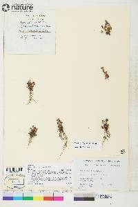 Saxifraga hyperborea image