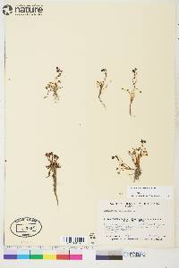 Saxifraga rivularis image