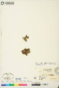 Sabulina rossii image