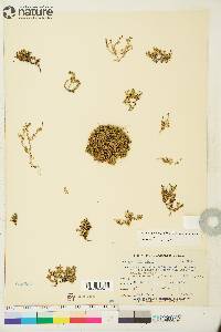 Sabulina rossii image