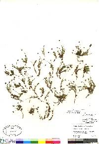 Sabulina elegans image