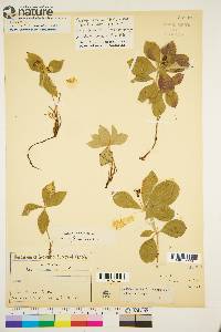 Cornus canadensis image