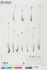 Taraxacum pseudonorvegicum image