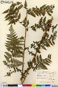 Dryopteris campyloptera image