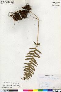 Polypodium glycyrrhiza image