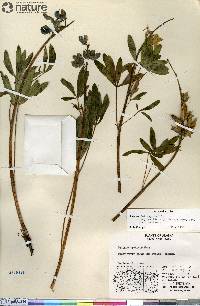 Lupinus arcticus image