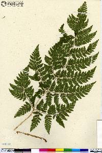 Dryopteris campyloptera image