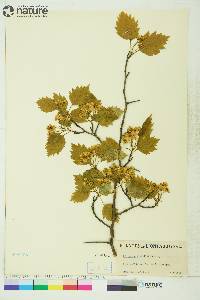 Crataegus flabellata image