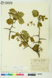 Crataegus flabellata image