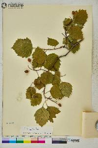 Crataegus submollis image