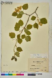 Crataegus submollis image