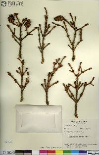 Picea glauca image