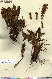 Dryopteris fragrans image