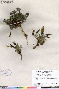 Oxytropis bryophila image
