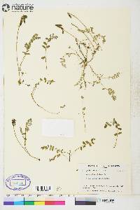 Salix alaxensis var. longistylis image