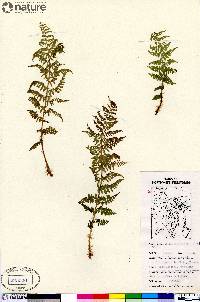 Dryopteris campyloptera image