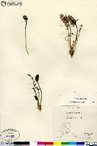 Oxytropis borealis var. hudsonica image