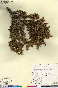 Juniperus communis var. montana image