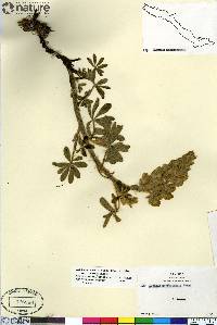 Lupinus nootkatensis image