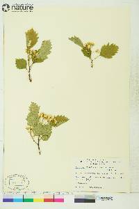 Crataegus flabellata image