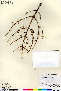 Picea sitchensis image
