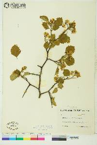 Crataegus chrysocarpa image