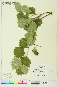 Crataegus brunetiana image