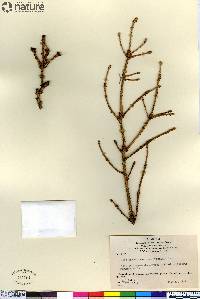 Picea glauca image