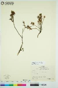 Rhododendron tomentosum image